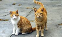 A Caronno multe fino a 500 per chi nutre i gatti delle colonie, gli animalisti insorgono