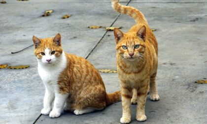 A Caronno multe fino a 500 per chi nutre i gatti delle colonie, gli animalisti insorgono