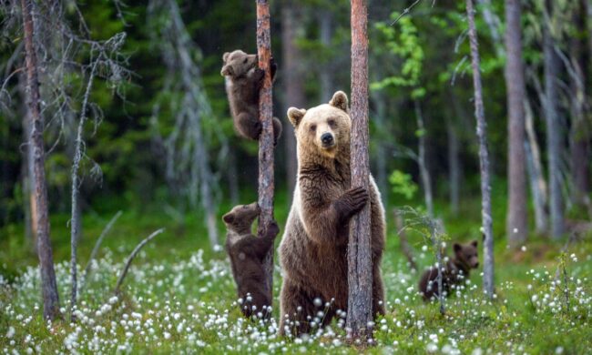 Dalla Valtellina a Foppolo per mangiare dei mirtilli: la curiosa trasferta di un orso