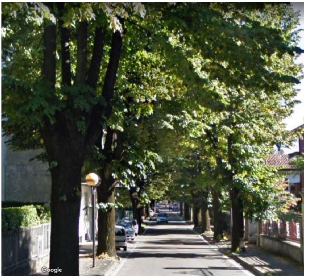 “Il rifacimento della fogna in via Dante non intaccò il viale. Si possono salvare gli alberi, basta volerlo”