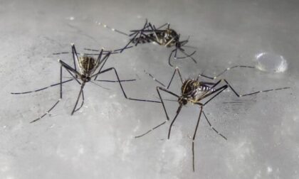 Nessuna pace, nemmeno d'inverno: la zanzara coreana sempre più diffusa