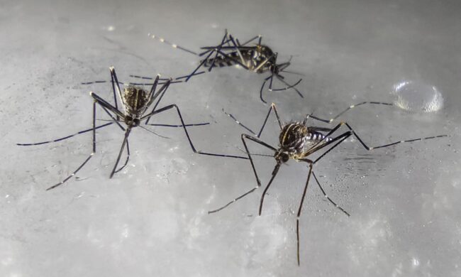 Nessuna pace, nemmeno d’inverno: la zanzara coreana sempre più diffusa