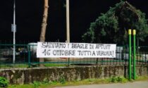 Nuovo striscione animalista a Saronno (e non solo) per i beagle di Verona