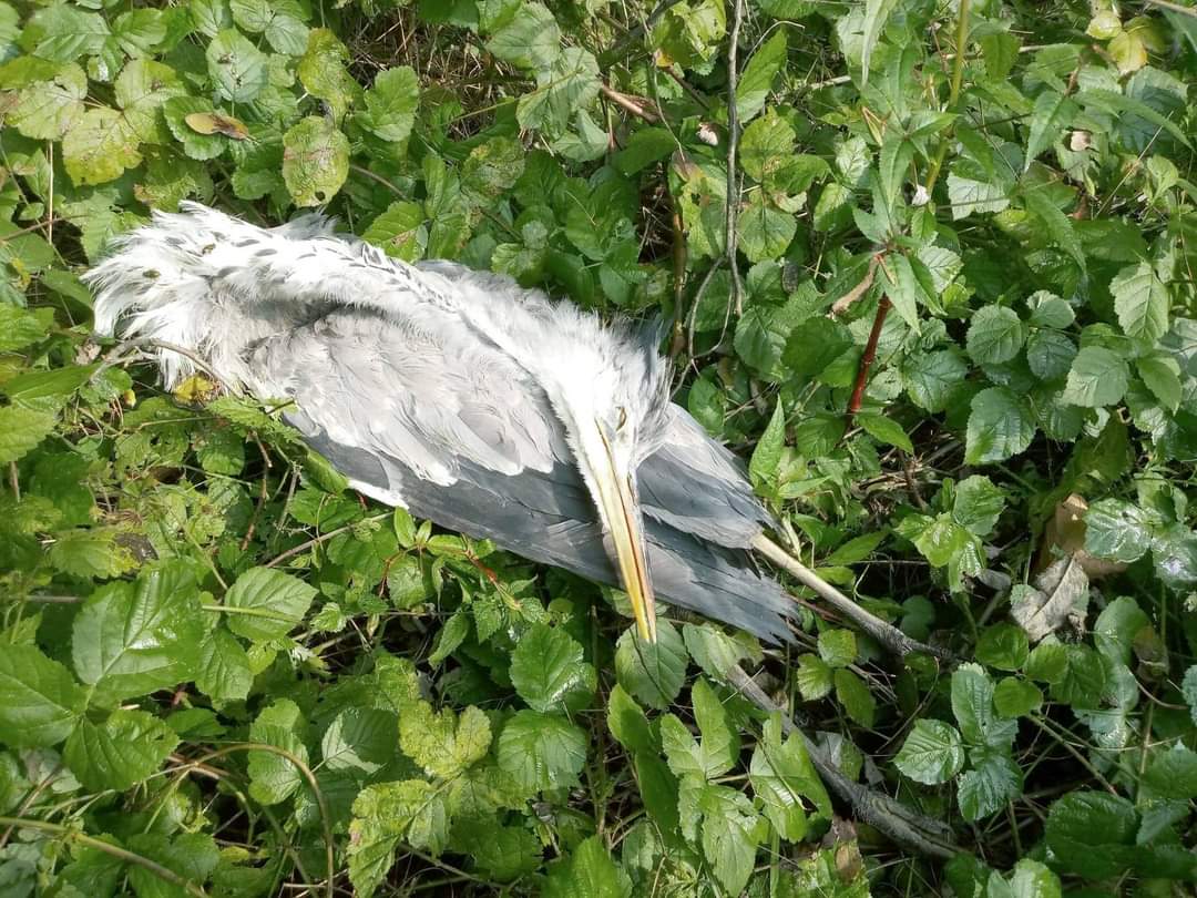 Aironi cenerini trovati morti. Bracconieri nel Parco Valle del Lanza?