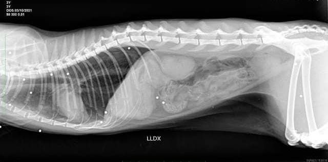 Fucilata a un gatto: “Faremo denuncia”