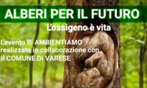 "Alberi per il futuro": Varese si prepara alla Giornata Nazionale dell'Albero