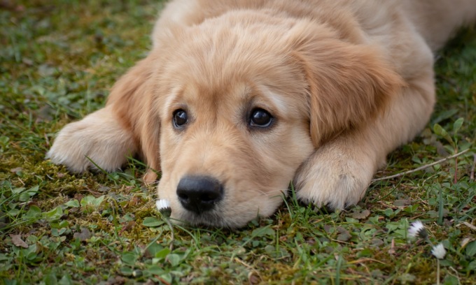Strangola un cane e lo seppellisce: 19enne denunciato