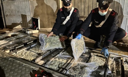 Oltre 220 chili di droga nascosti in un carrello rimorchio, 43enne arrestato
