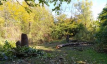 Tarlo asiatico: cominciati i lavori di abbattimento alberi al Parco Castello