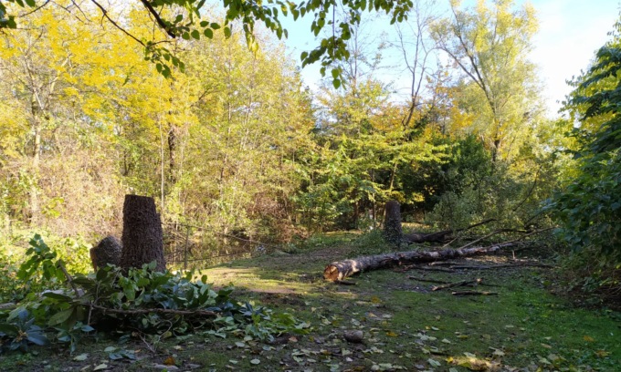 Tarlo asiatico: cominciati i lavori di abbattimento alberi al Parco Castello