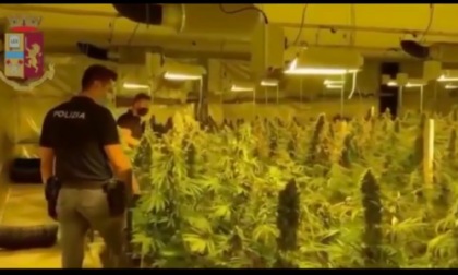 Operazione "The Growers": sgominata banda di albanesi, serra e laboratorio in un capannone