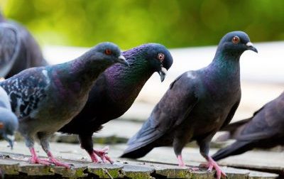 Il Comune apre la caccia ai piccioni