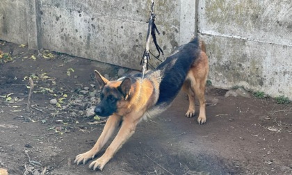 Cane legato con un metro di corda: "Carabinieri intervenuti, ma il cane è ancora così"