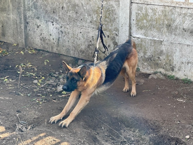 Cane legato con un metro di corda: “Carabinieri intervenuti, ma il cane è ancora così”