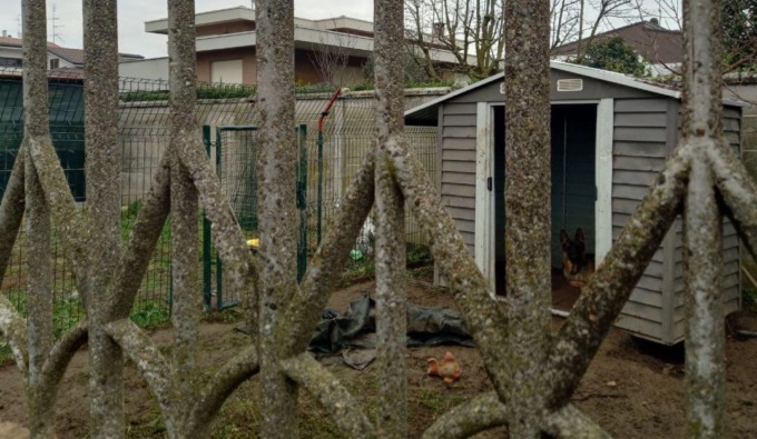 Cane legato a Rovello, recinzione alzata e problema risolto