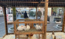 Animali in piazza, animalisti in guerra: "Airoldi peggio di Fagioli. Sarà una S. Antonio blindata"