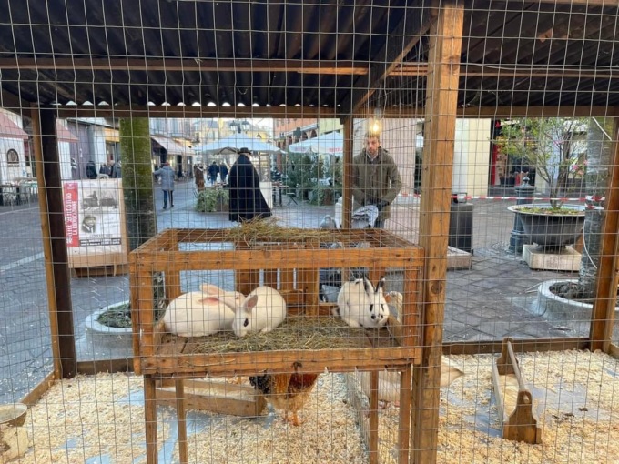 Animali in piazza, animalisti in guerra: “Airoldi peggio di Fagioli. Sarà una S. Antonio blindata”