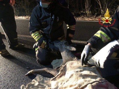 Cerbiatto investito in provinciale, intervento dei Vigili del Fuoco