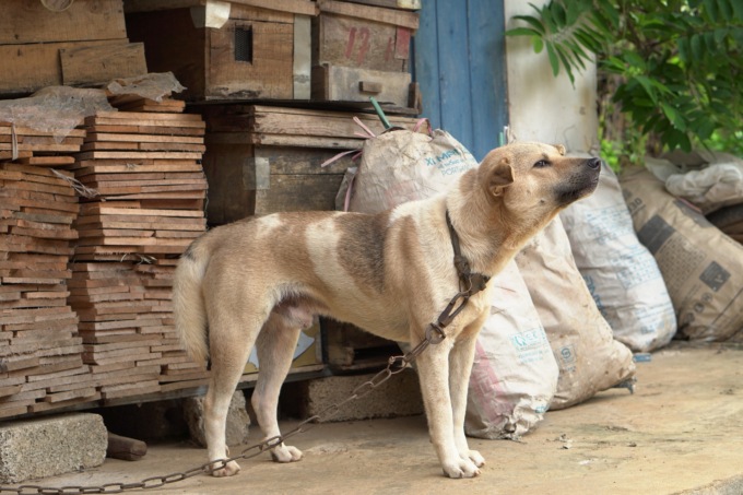 Cane incatenato, arriva la Polizia: 160 euro di multa a Cislago