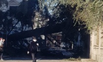 Vento forte, in via Cantore crolla un albero