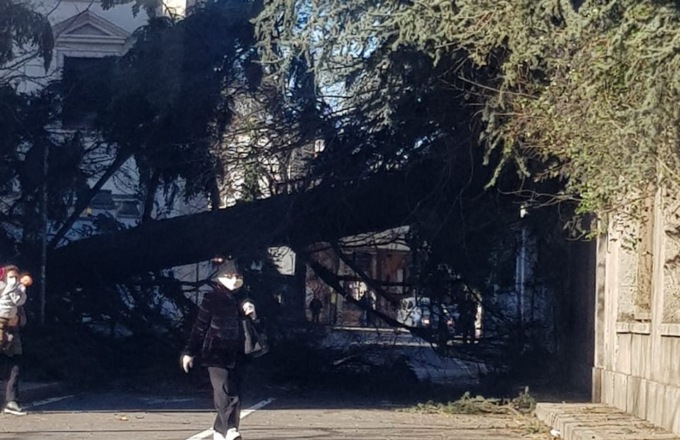 Vento forte, in via Cantore crolla un albero