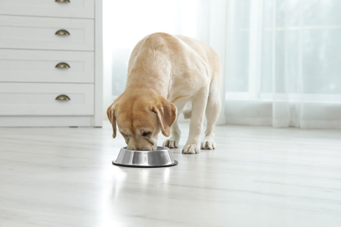 Alimentazione a base di pesce per cani, ideale per il benessere generale