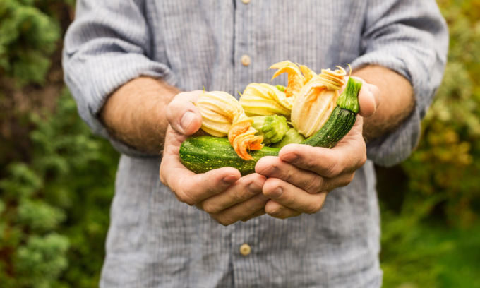 Facciamo l’orto in casa, da venerdì in regalo le zucchine