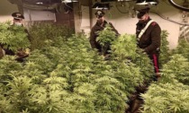 Nel capannone di Corbetta 253 piante di marijuana