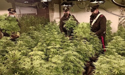 Nel capannone di Corbetta 253 piante di marijuana