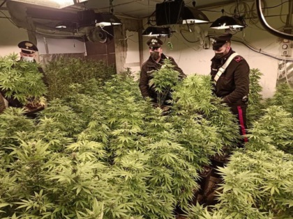 Nel capannone di Corbetta 253 piante di marijuana