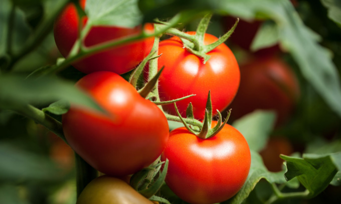Facciamo l’orto in casa: da venerdì in regalo il pomodoro