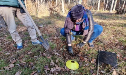 Centocinquanta nuove piante troveranno casa nel Parco Pineta