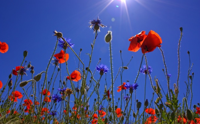 Giornata ricca di eventi con la Festa di primavera