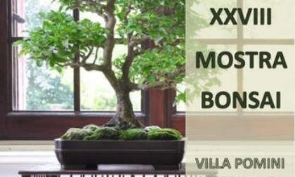 I bonsai si mettono in mostra a Villa Pomini