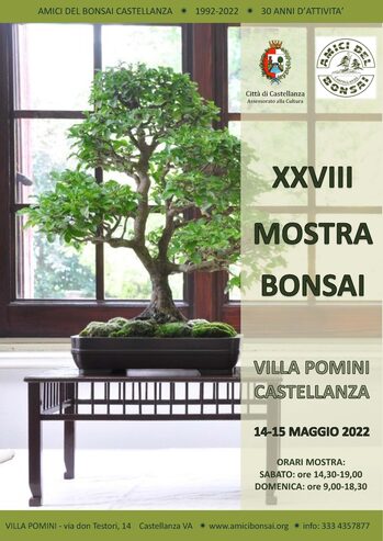I bonsai si mettono in mostra a Villa Pomini