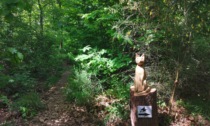 Passeggiata nel bosco alla scoperta del Sentiero delle Streghe