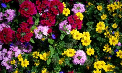 In regalo con La Settimana di Saronno i semi di coloratissimi Fiori d'estate