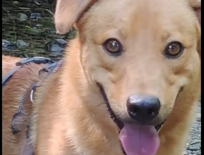 Scappato di casa a Tradate, chi ha visto Abel? TROVATO