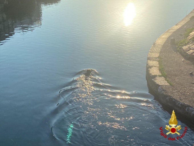 Cinghiale a nuoto in Darsena, arrivano i sommozzatori
