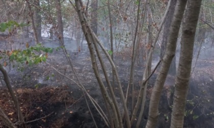 Incendio nel Parco delle Groane sottobosco: Vigili del fuoco in azione