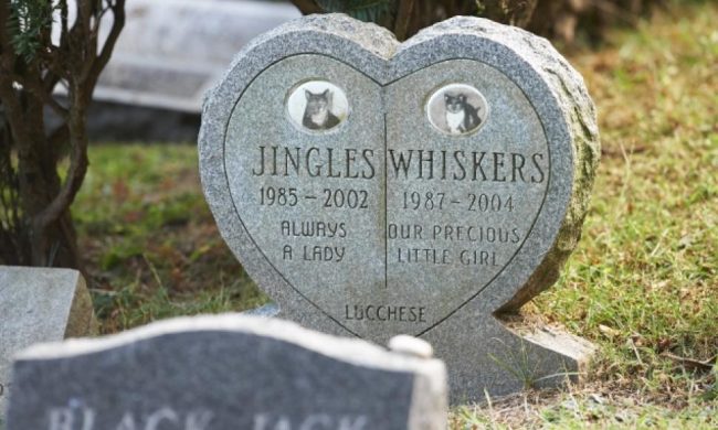 Arriva il primo ok per i cimiteri degli animali