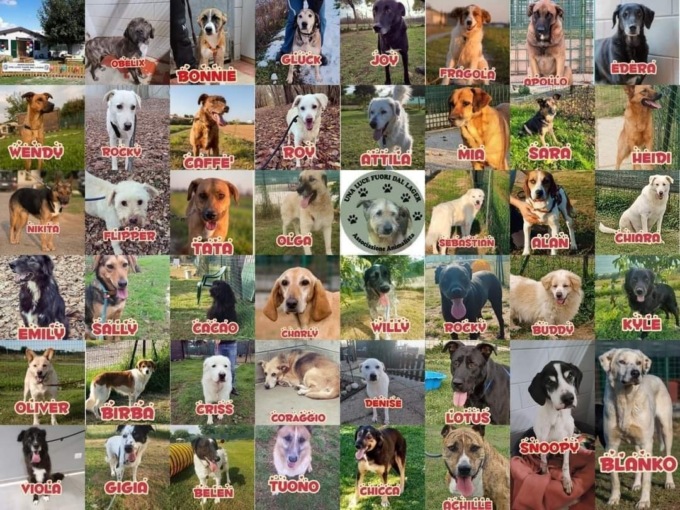 Con «Vintage charity sale for dogs»  si  aiuta  il rifugio «Una luce fuori dal lager»