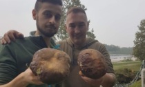 Trovati nel Parco del Ticino due ambiti porcini neri