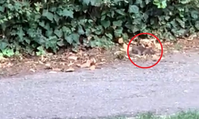 C’è un topo a Villa Gianetti: gli animalisti contro la derattizzazione