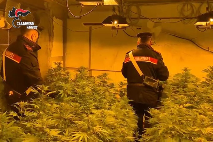 Droga a Gazzada, quintali di sostanze e centinaia di piante sequestrate: quattro misure cautelari