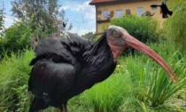 Recuperato l'ibis eremita avvistato a Brinzio. Dov'è l'altro?