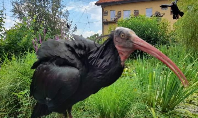 Recuperato l’ibis eremita avvistato a Brinzio. Dov’è l’altro?
