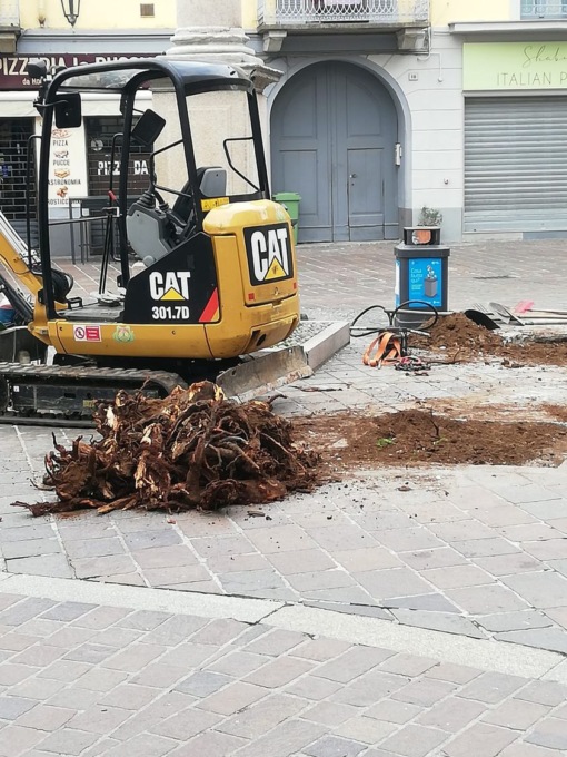 Due nuovi alberi per Piazzetta della Croce