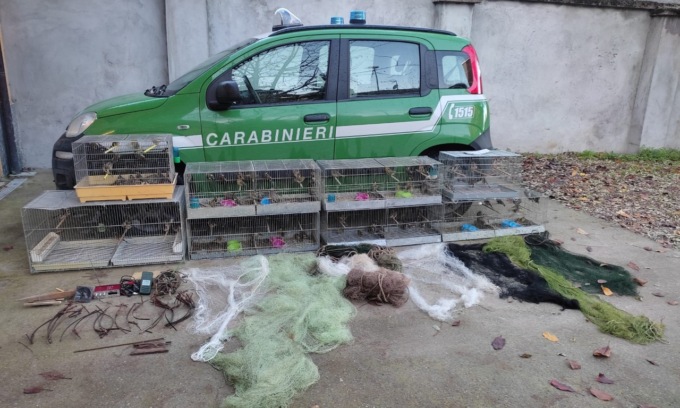 Catturati illegalmente: maxi sequestro di uccelli nel Milanese