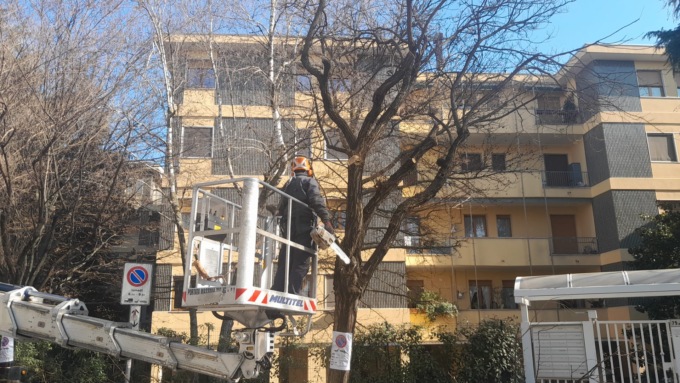 Nuove piante in arrivo a Saronno, ma c’è l’incognita su quelle del liceo